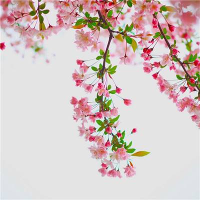 荒野部落手游下载
